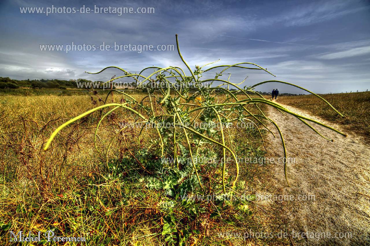 ../pages/aux-abords-des-tangs-de-trvignon-trgunc.html