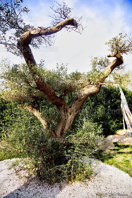 ../pages/dans-le-parc-du-chateau-du-henan-a-nevez.html